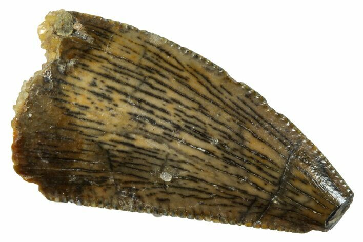 Bargain, Raptor Tooth - Real Dinosaur Tooth #261094